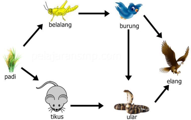 Pengertian Biotik Adalah Macam Komponen Contohnya Lengkap