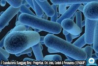√ Cyanobacteria (Ganggang Biru) : Pengertian, Ciri, Jenis, Contoh & Peranannya Lengkap