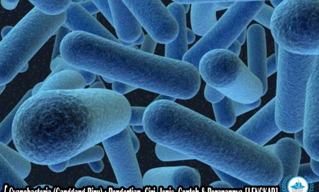 √ Cyanobacteria (Ganggang Biru) : Pengertian, Ciri, Jenis, Contoh & Peranannya Lengkap