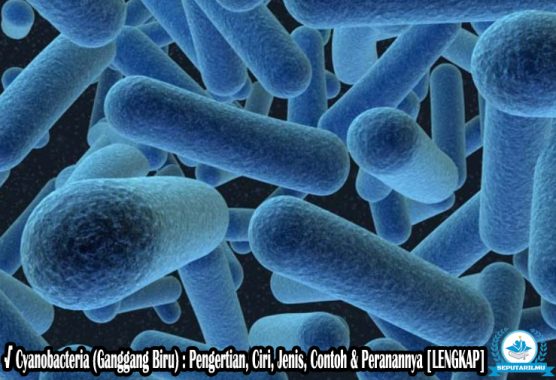√ Cyanobacteria (Ganggang Biru) : Pengertian, Ciri, Jenis, Contoh & Peranannya Lengkap