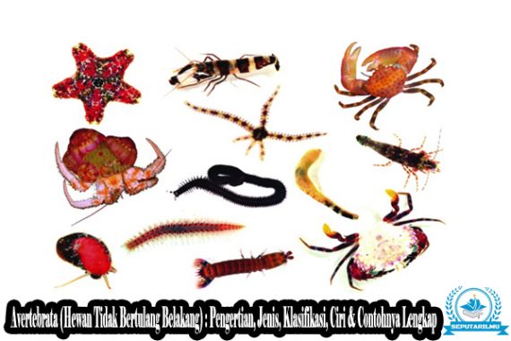 12+ Contoh hewan invertebrata dan vertebrata update