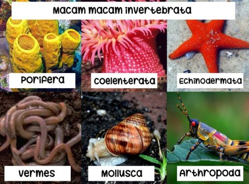 Tinta anggota mempunyai cairan adalah dikenal filum mollusca yang Fauziatul Islamiyah