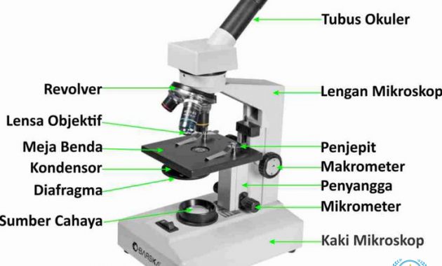 √ Mikroskop : Pengertian, Jenis, Bagian & Fungsinya [ TERLENGKAP ]
