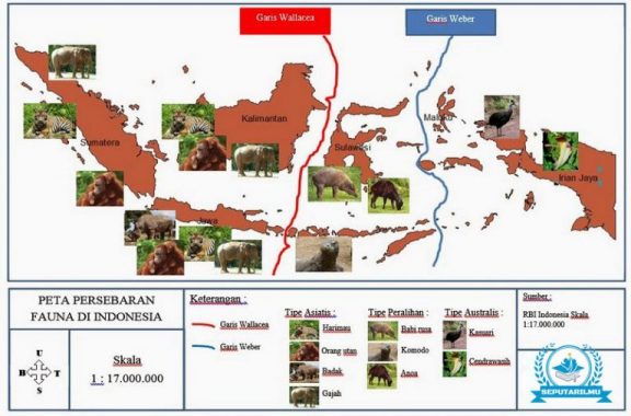 Persebaran Fauna di Indonesia : Asiatis, Australis & Peralihan