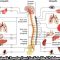 Saraf Simpatik & Parasimpatik : Pengertian, Fungsi, Cara Kerja, Jalur & Perbedaannya Lengkap
