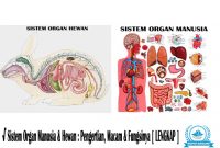 √ Sistem Organ Manusia & Hewan : Pengertian, Macam & Fungsinya [ LENGKAP ]