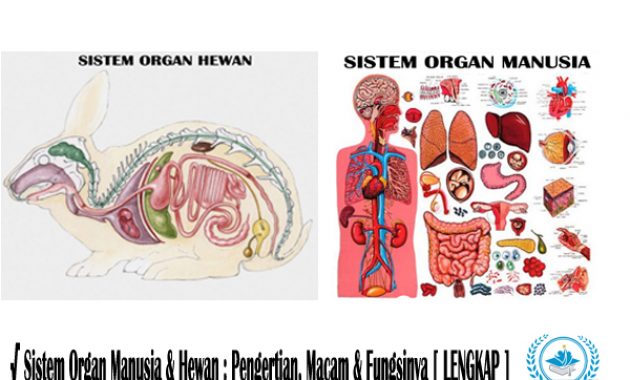 √ Sistem Organ Manusia & Hewan : Pengertian, Macam & Fungsinya [ LENGKAP ]