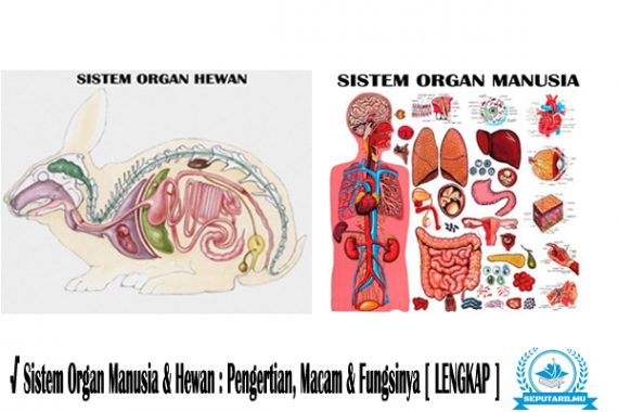 510 Koleksi Gambar Hewan Vertebrata Beserta Organ Gerak Dan Fungsinya Gratis