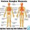 Sistem Rangka Manusia : Pengertian, Fungsi, Struktur & Klasifikasinya [ LENGKAP ]