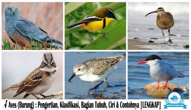√ Aves (Burung) : Pengertian, Klasifikasi, Bagian Tubuh, Ciri & Contohnya Lengkap