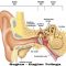 √ Bagian - Bagian Telinga : Pengertian & Fungsinya [ LENGKAP ]