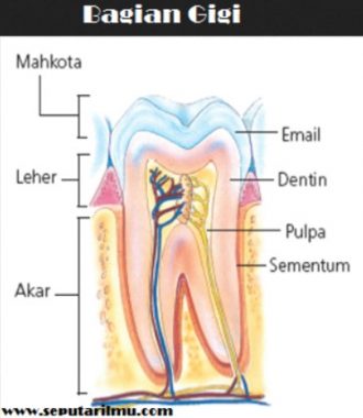 bagian gigi