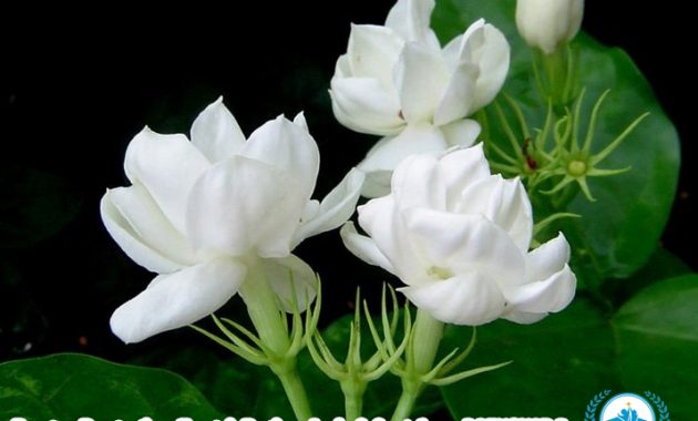 Bunga : Pengertian, Fungsi, Bagian, Jenis & Contohnya [ LENGKAP ]