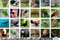 Fauna : Pengertian, Jenis, Contoh, Persebaran & Penyebabnya [ TERLENGKAP ]