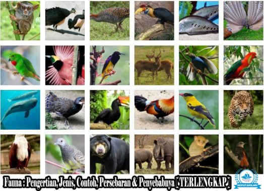 54+ Gambar Persebaran Fauna Neartik Paling Keren