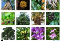 √ Flora : Pengertian, Klasifikasi, Jenis & Persebarannya Lengkap
