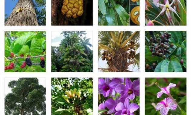 √ Flora : Pengertian, Klasifikasi, Jenis & Persebarannya Lengkap