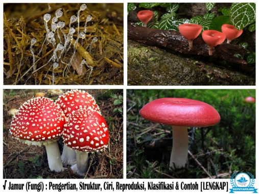 √ Jamur (Fungi) : Pengertian, Struktur, Ciri, Reproduksi, Klasifikasi & Contoh [LENGKAP]
