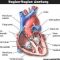 Jantung : Pengertian, Bagian Dan Fungsinya Menurut Ahli Kesehatan Lengkap