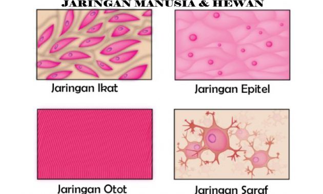 √ Jaringan Manusia & Hewan : Pengertian, Macam, Fungsi & Gambarnya Terlengkap