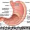 √ Lambung : Pengertian, Bagian, Fungsi & Penyakitnya Lengkap