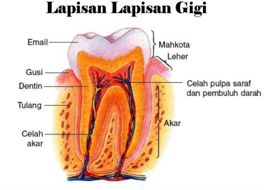 lapisan gigi