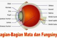 √ Mata : Pengertian, Bagian & fungsinya Menurut Ahli Mata Lengkap