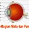 √ Mata : Pengertian, Bagian & fungsinya Menurut Ahli Mata Lengkap