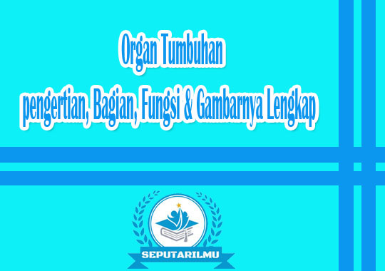 Organ Tumbuhan : Pengertian, Bagian, Fungsi & Gambarnya Lengkap