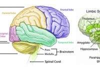 √ Otak : Pengertian, Bagian & Fungsinya Menurut Para Ahli Kesehatan Lengkap