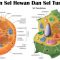 perbedaan sel hewan dan sel tumbuhan