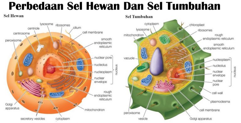 perbedaan sel hewan dan sel tumbuhan