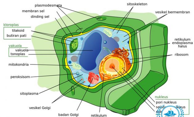 Pengertian Sel Menurut Para Ahli di Dunia Lengkap