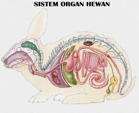 sistem organ hewan