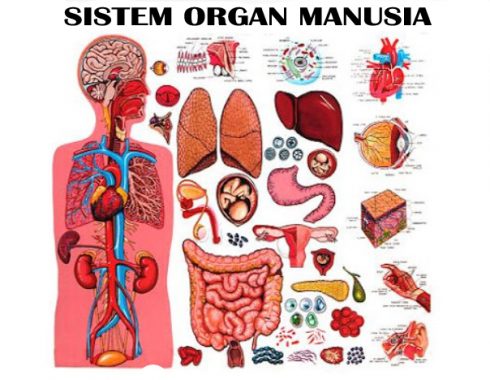 √ Sistem Organ Manusia & Hewan : Pengertian, Macam & Fungsinya Lengkap