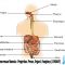 √ Sistem Pencernaan Manusia : Pengertian, Proses, Organ & Fungsinya Lengkap