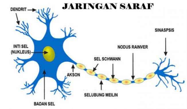 jaringan saraf