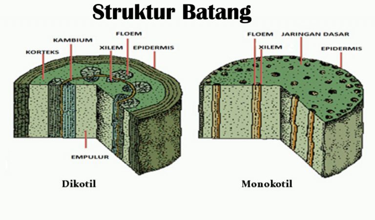 Fungsi Batang Pengertian Struktur Jenis Sifatnya Lengkap