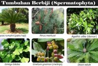 √ Tumbuhan Berbiji (Spermatophyta) : Pengertian, Ciri, Manfaat & Klasifikasi Serta Contohnya Lengkap