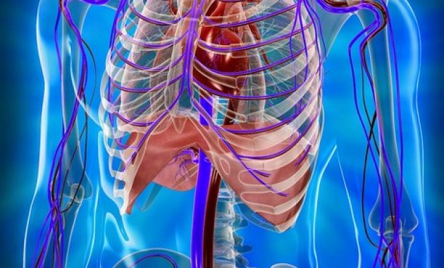 √ Sistem Peredaran Darah : Pengertian, Fungsi, Struktur, Mekanisme, dan Penyakit Gangguan [ TERLENGKAP ]