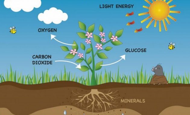 √ Pengertian Fotosintesis : Fungsi, Proses, Reaksi, Faktor dan Jenisnya [ TERLENGKAP ]