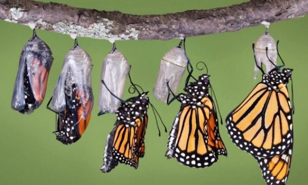 √ Metamorfosis : Pengertian, Jenis, Dan Contohnya Secara Lengkap