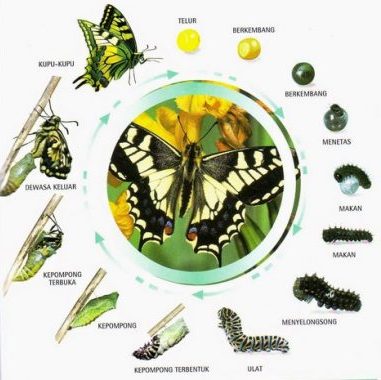 Metamorfosis insecta jelaskan pada terjadi dua yang macam METAMORFOSIS SERANGGA