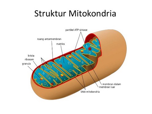 √ Mitokondria : Definisi, Struktur, dan Fungsi [ TERLENGKAP ]