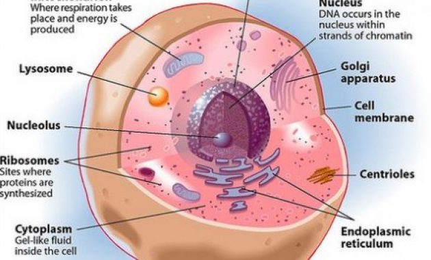 √ Mitokondria : Definisi, Struktur, dan Fungsi [TERLENGKAP]