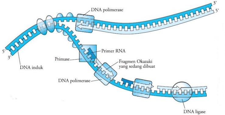 Tahap pertama dari sintesis protein adalah dna mentranskripsi rna duta tahapan berikutnya