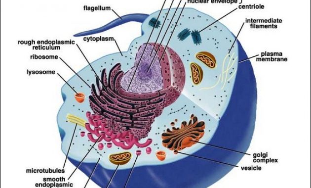 √ Pengertian Sel Hewan, Struktur, dan Fungsi Penjelasannya Terlengkap