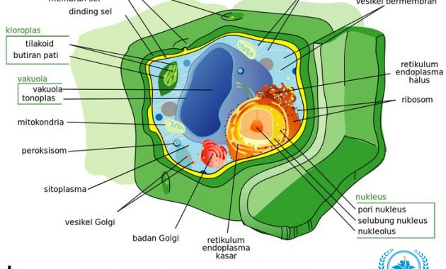 √ Sel Tumbuhan : Pengertian, Fungsi, Jenis, Karakteristik, Struktur & Gambarnya [LENGKAP]