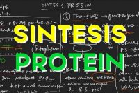 √ Sintesis Protein : Pengertian, Tahapan, Tujuan, dan Komponen [ TERLENGKAP ]