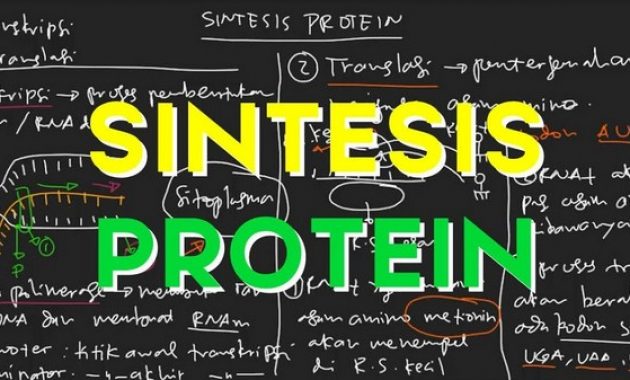 √ Sintesis Protein : Pengertian, Tahapan, Tujuan, dan Komponen [ TERLENGKAP ]